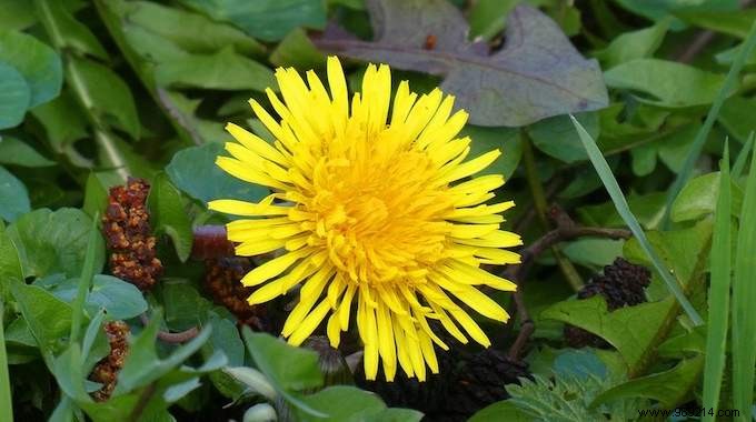 Dandelions Can t Be Eaten? False ! And It s Very Good For Health! 