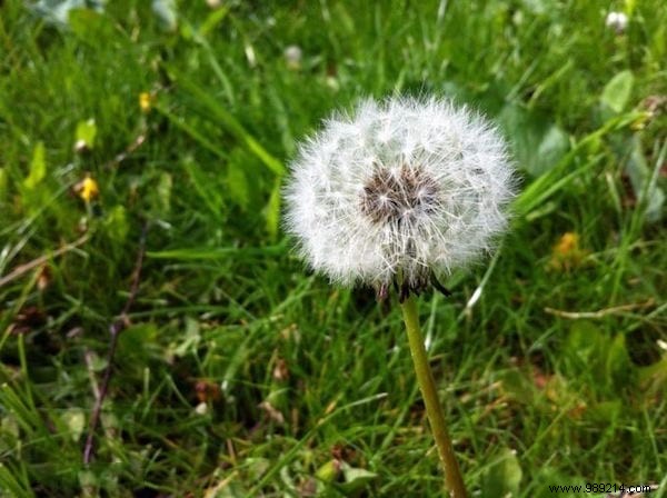 Dandelions Can t Be Eaten? False ! And It s Very Good For Health! 