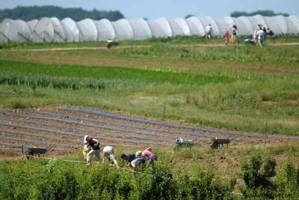 Picking at the Farm:the Tip for Less Expensive Fresh Products. 