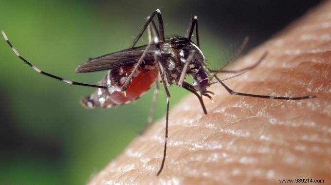 The Best Mosquito Repellent Tip:Dry up standing water. 