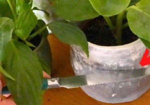 How do I know when to water my plants? 