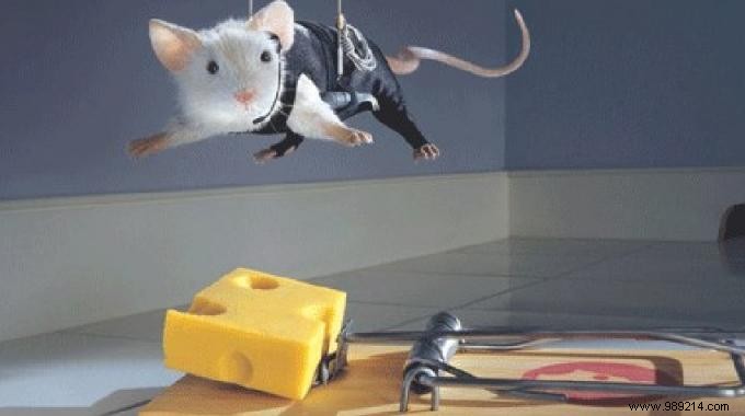 Here s How to Make an Effective Mouse Trap (Without Killing Them). 