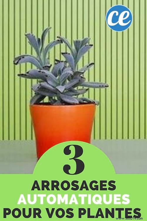 3 Homemade Sprinklers For Your Houseplants. 