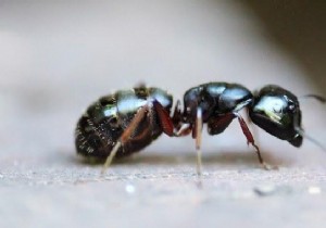 12 Natural Solutions To Get Rid Of Ants. 