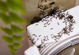 The trick that works to get rid of ants at home. 