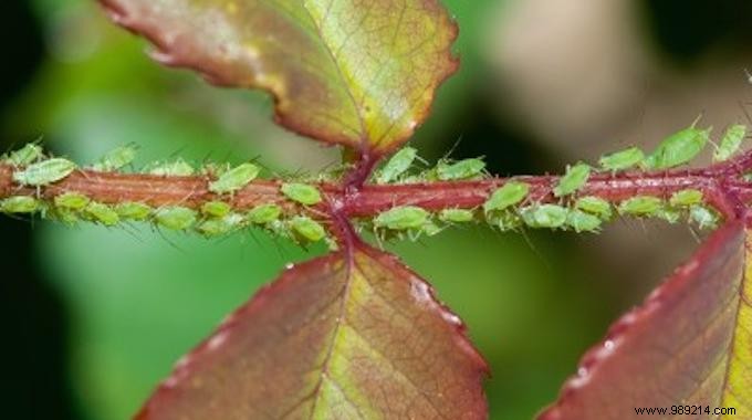 THE Natural Insecticide Every Gardener Should Know. 