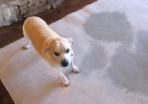 The 3 Best Tips for Cleaning Pet Urine from Your Carpets. 