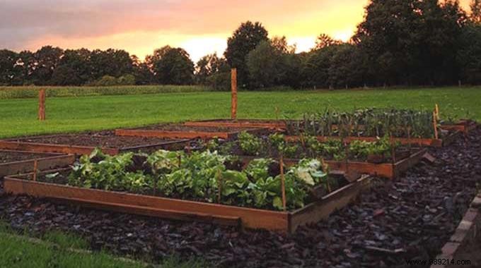 The Natural Fertilizer Your Vegetable Garden Will Love. 