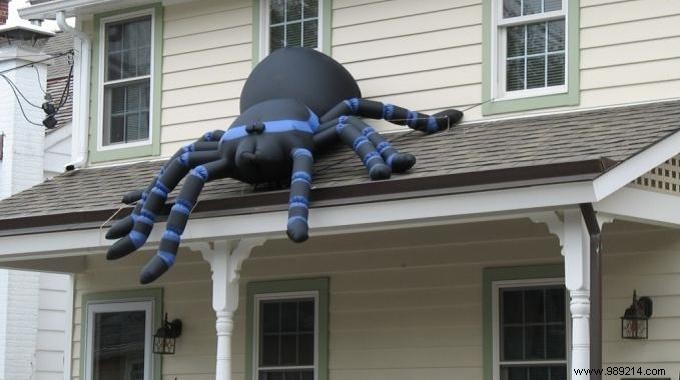 How to Fight Spiders at Home? 