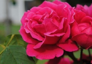 The Homemade Fertilizer Your Roses Will Love! 