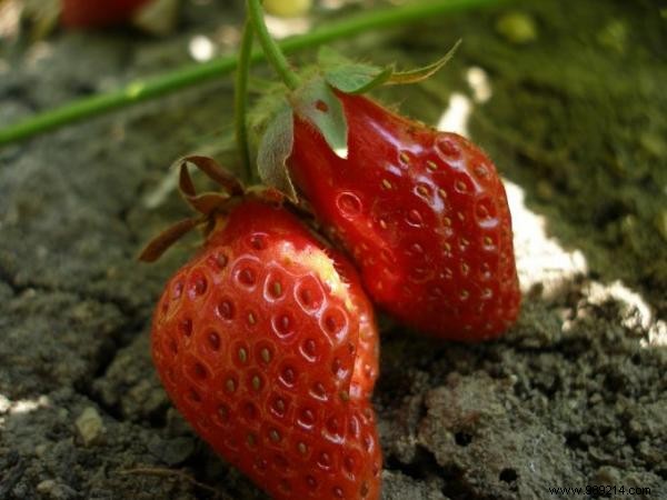 Make a vegetable garden on your balcony to save money and eat healthy. 