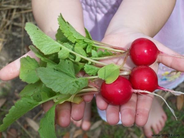 Make a vegetable garden on your balcony to save money and eat healthy. 