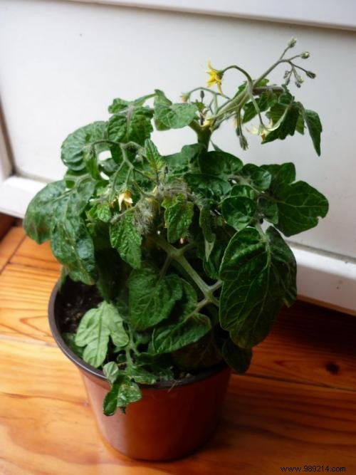 Make a vegetable garden on your balcony to save money and eat healthy. 