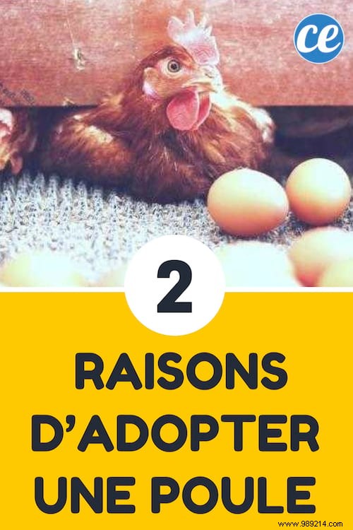 Adopting a Hen is Doubly Economical! 