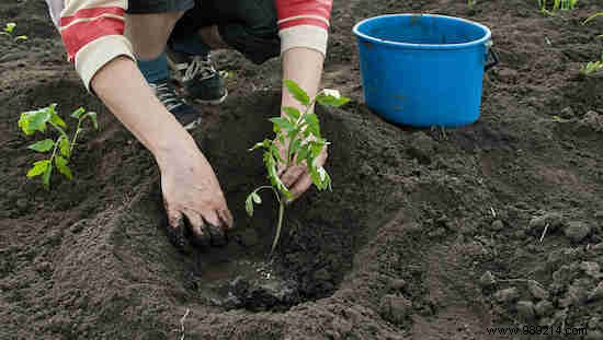 13 Tricks To Grow More, Bigger, Tastier Tomatoes. 