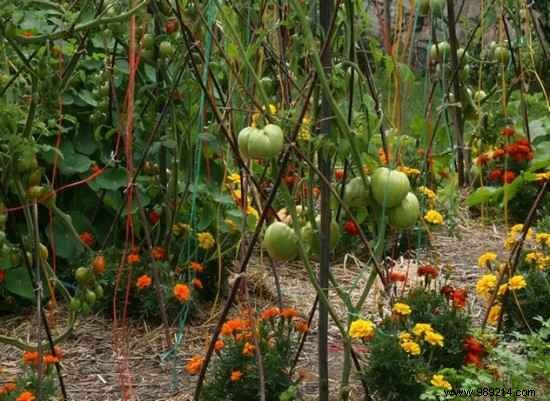 13 Tricks To Grow More, Bigger, Tastier Tomatoes. 