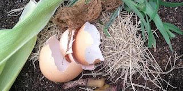 10 Incredible Uses of Eggshells. 