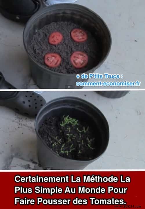 The World s Easiest Way To Grow Tomatoes. 