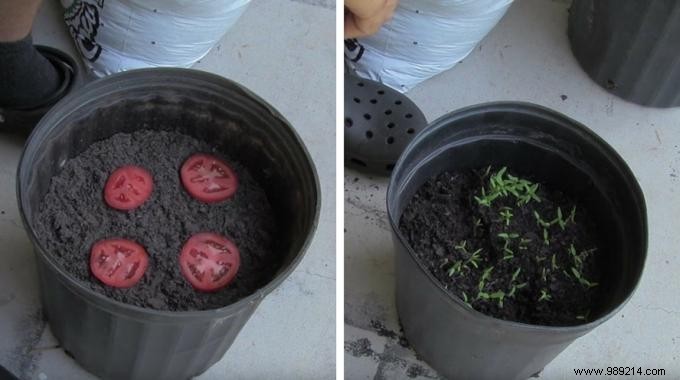 The World s Easiest Way To Grow Tomatoes. 