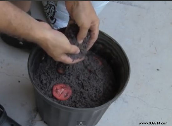 The World s Easiest Way To Grow Tomatoes. 