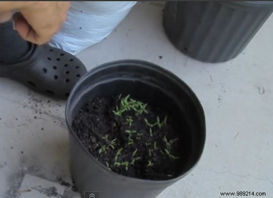 The World s Easiest Way To Grow Tomatoes. 