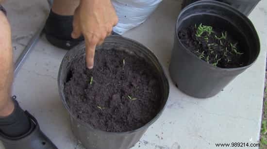 The World s Easiest Way To Grow Tomatoes. 