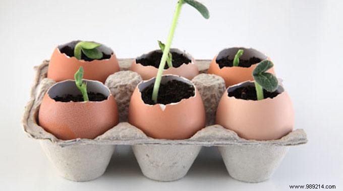 Use Eggshells As Seedling Pots To Save On Gardening. 