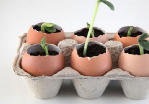 Use Eggshells As Seedling Pots To Save On Gardening. 