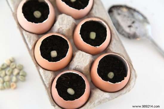 Use Eggshells As Seedling Pots To Save On Gardening. 