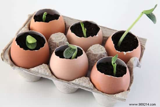 Use Eggshells As Seedling Pots To Save On Gardening. 