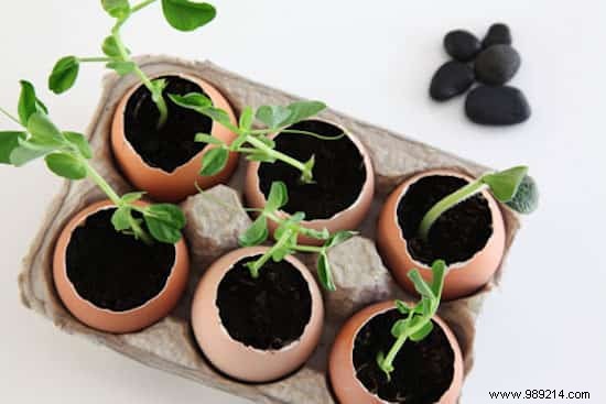 Use Eggshells As Seedling Pots To Save On Gardening. 