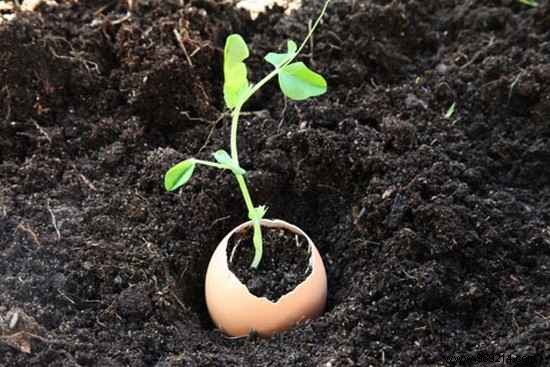 Use Eggshells As Seedling Pots To Save On Gardening. 