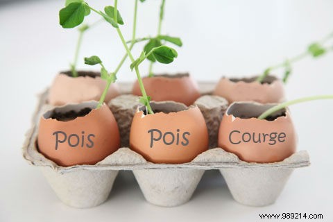 Use Eggshells As Seedling Pots To Save On Gardening. 