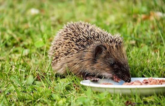 A Hedgehog in the Vegetable Garden:My Tips for Attracting and Installing it Durably! 