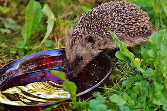 A Hedgehog in the Vegetable Garden:My Tips for Attracting and Installing it Durably! 