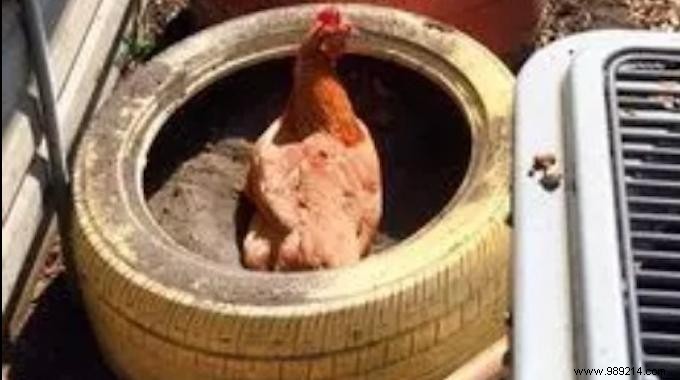 Use Old Tires As Dust Pans For Your Hens. 