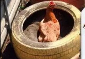 Use Old Tires As Dust Pans For Your Hens. 