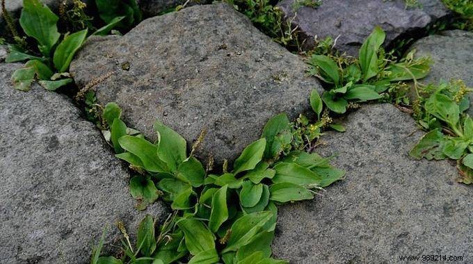 The Natural Tip For Weeding Between Garden Slabs. 