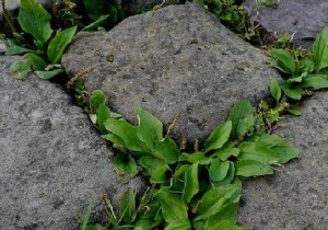 The Natural Tip For Weeding Between Garden Slabs. 