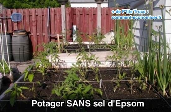 Here s Why I Use Epsom Salt In My Garden and Vegetable Patch. 