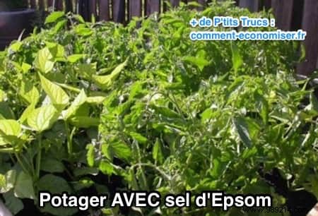 Here s Why I Use Epsom Salt In My Garden and Vegetable Patch. 