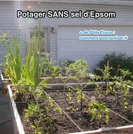 Here s Why I Use Epsom Salt In My Garden and Vegetable Patch. 