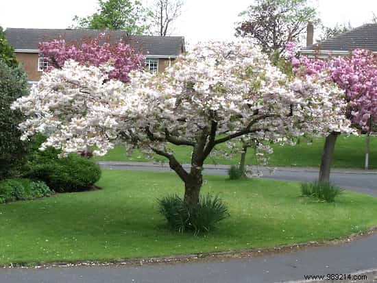 Here s Why I Use Epsom Salt In My Garden and Vegetable Patch. 