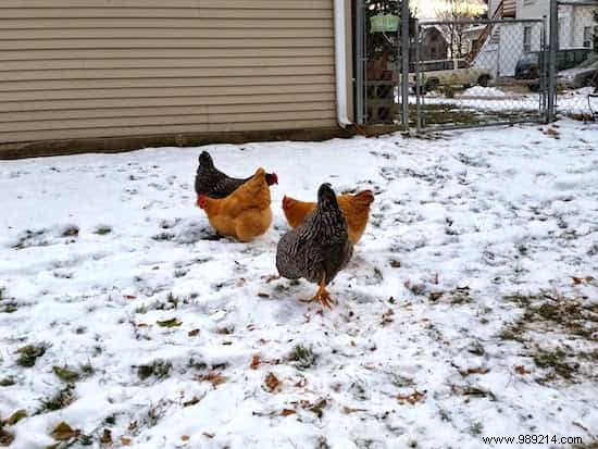 6 Simple Tricks To Feed Your Hens WITHOUT BRINGING YOURSELF. 