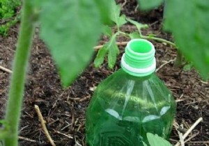 How to Make Automatic Tomato Watering From a Bottle. 