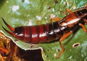 6 Effective Tips To Get Rid Of Earwigs. 