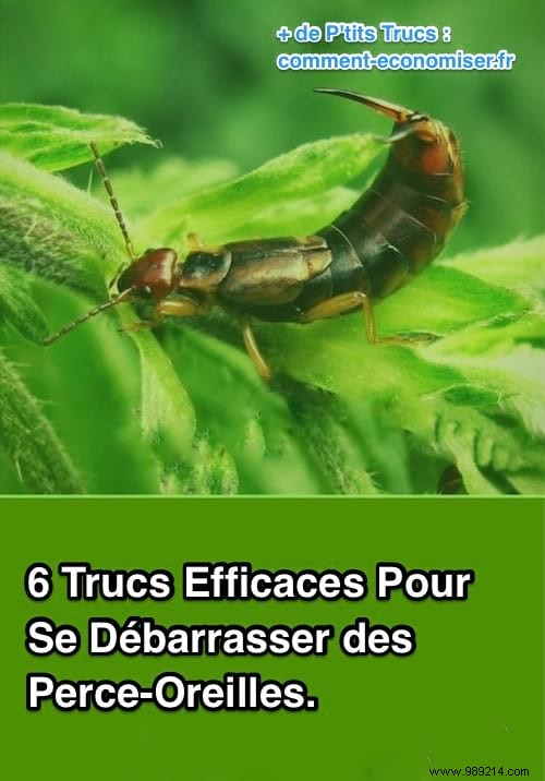 6 Effective Tips To Get Rid Of Earwigs. 