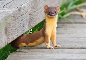 12 Simple and Effective Tips to Get Rid of a Weasel. 