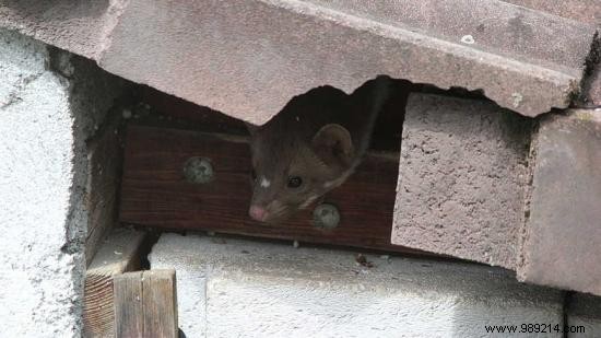 12 Simple and Effective Tips to Get Rid of a Weasel. 