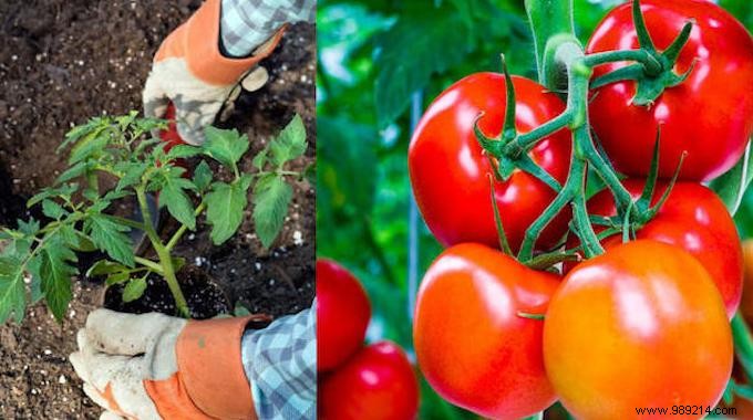 Put These 8 Ingredients In The Ground To Grow GREAT Tomatoes. 